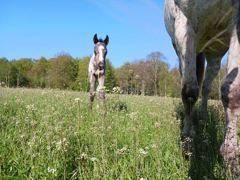 Appaloosa Étalon 1 Année Blanc in Sösdala