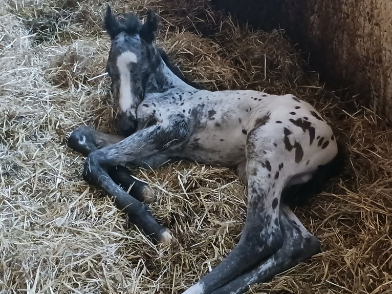 Appaloosa Étalon 1 Année Blanc in Sösdala