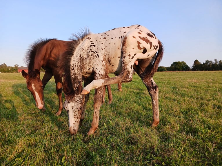 Appaloosa Étalon 1 Année Blanc in Sösdala