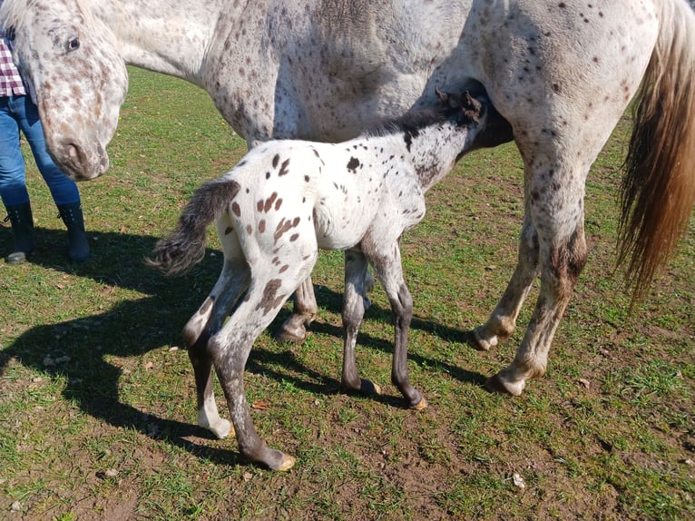 Appaloosa Étalon 1 Année Blanc in Sösdala