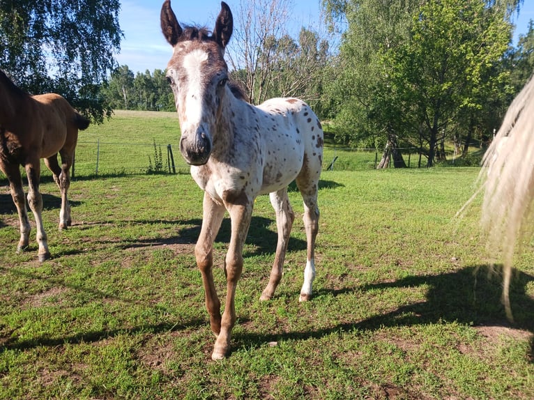 Appaloosa Étalon 1 Année Blanc in Sösdala