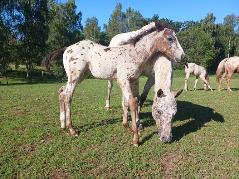 Appaloosa Étalon 1 Année Blanc in Sösdala