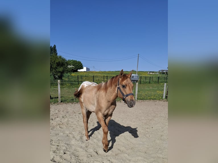 Appaloosa Étalon 1 Année Isabelle in Lierde