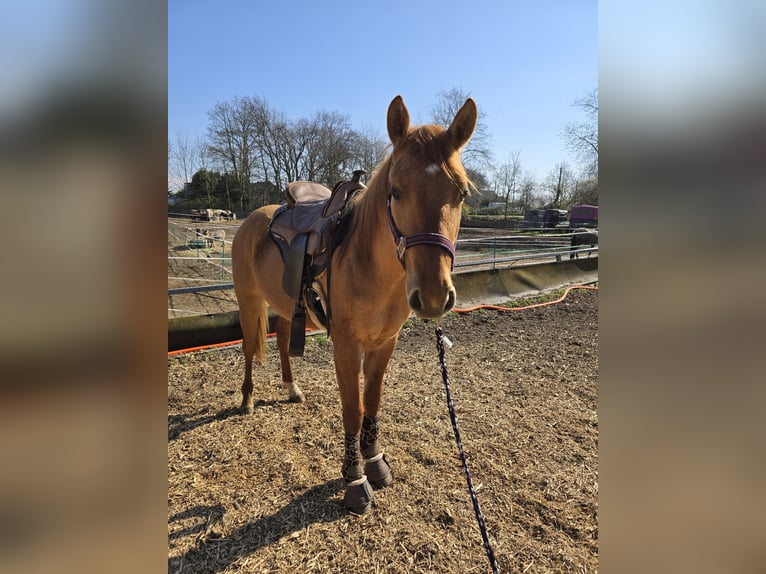 Appaloosa Étalon 2 Ans 140 cm Isabelle in Dormagen