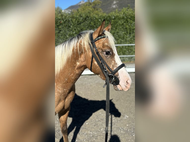 Appaloosa Étalon 2 Ans 140 cm Léopard in Boccaleone