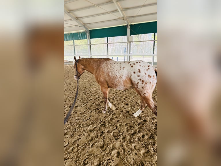 Appaloosa Étalon 2 Ans 140 cm Léopard in Boccaleone
