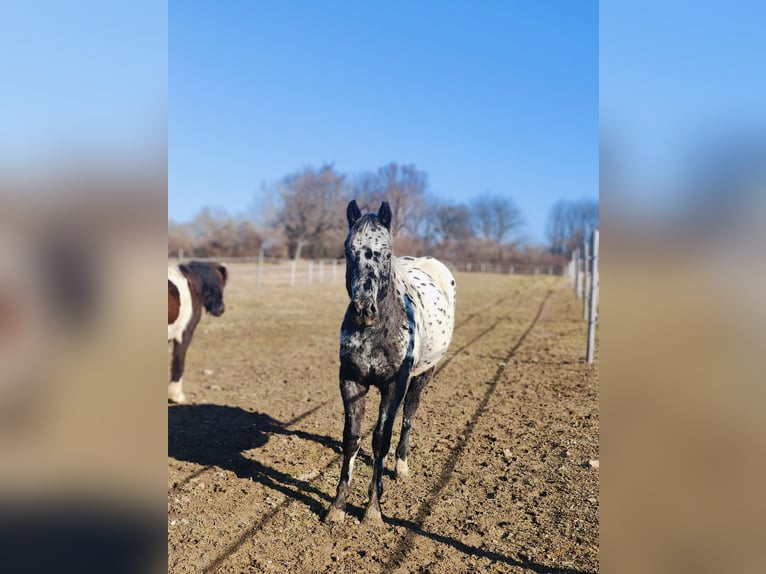 Appaloosa Étalon 2 Ans 145 cm Léopard in Au am Leithaberge