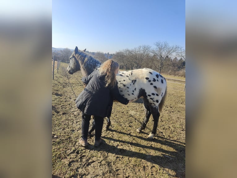 Appaloosa Étalon 2 Ans 145 cm Léopard in Au am Leithaberge