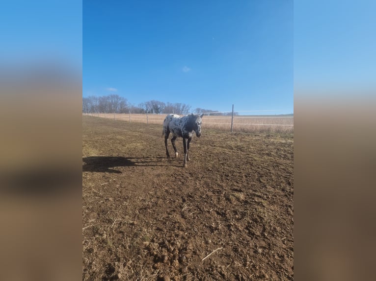 Appaloosa Étalon 2 Ans 145 cm Léopard in Au am Leithaberge