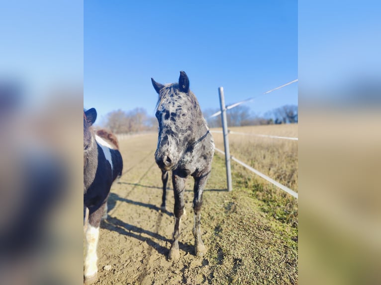 Appaloosa Étalon 2 Ans 145 cm Léopard in Au am Leithaberge