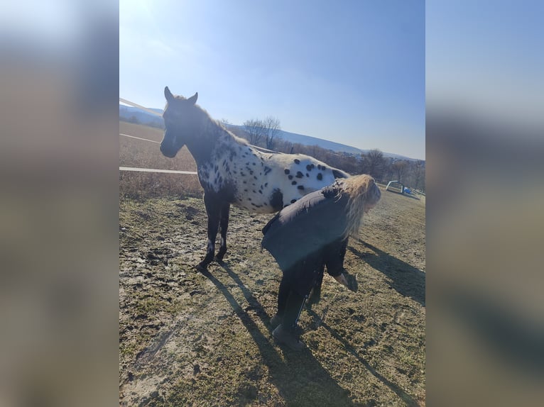 Appaloosa Étalon 2 Ans 145 cm Léopard in Au am Leithaberge