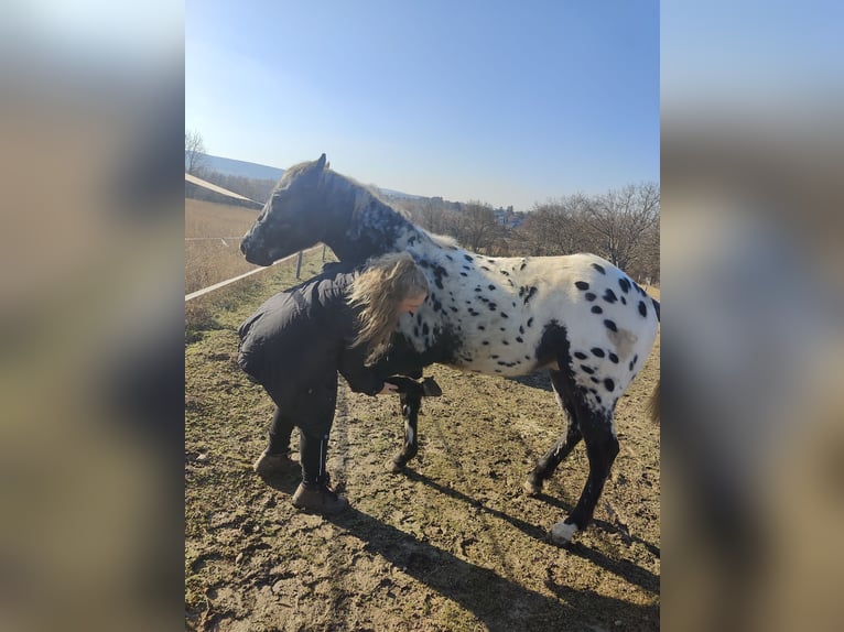 Appaloosa Étalon 2 Ans 145 cm Léopard in Au am Leithaberge