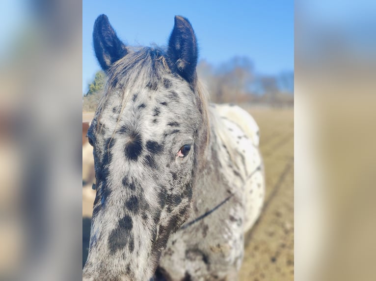 Appaloosa Étalon 2 Ans 145 cm Léopard in Au am Leithaberge