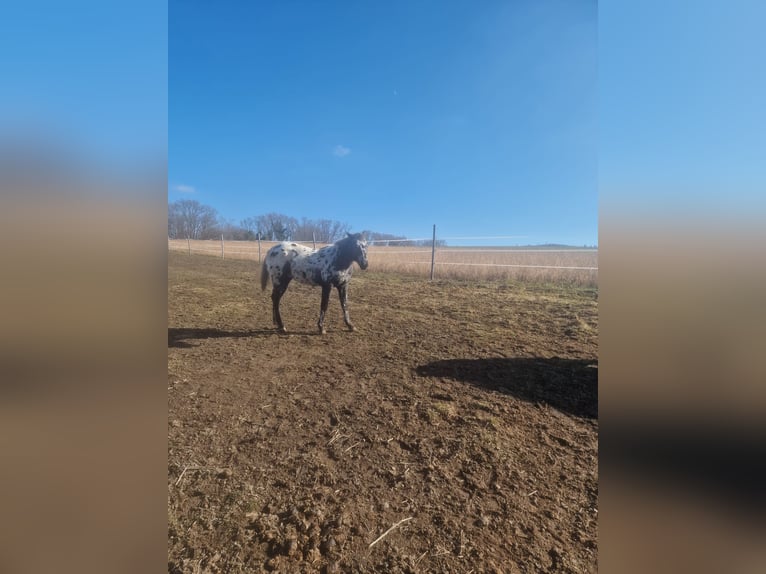 Appaloosa Étalon 2 Ans 145 cm Léopard in Au am Leithaberge