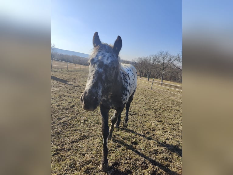 Appaloosa Étalon 2 Ans 145 cm Léopard in Au am Leithaberge