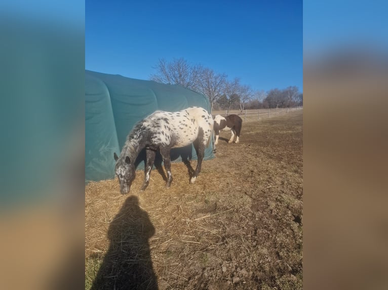 Appaloosa Étalon 2 Ans 145 cm Léopard in Au am Leithaberge