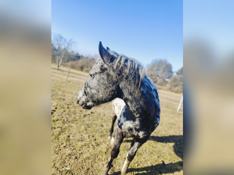 Appaloosa Étalon 2 Ans 145 cm Léopard in Au am Leithaberge