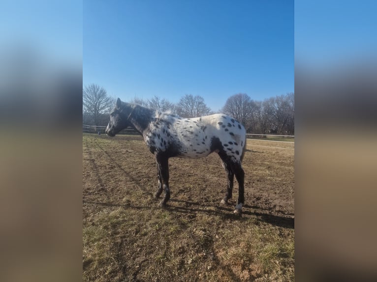 Appaloosa Étalon 2 Ans 145 cm Léopard in Au am Leithaberge