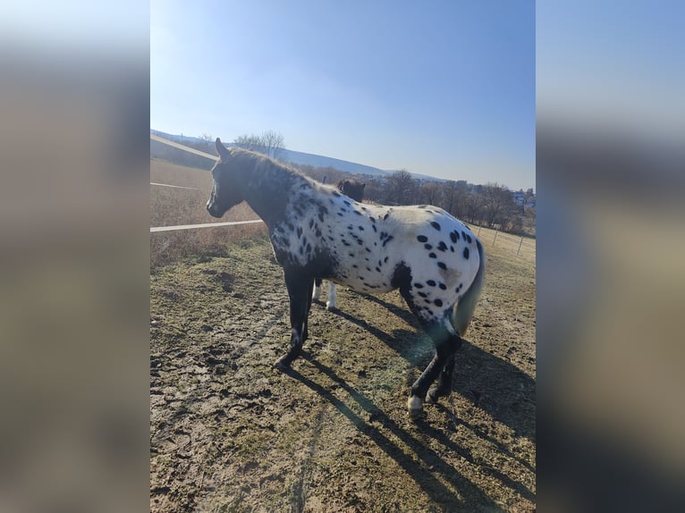 Appaloosa Étalon 2 Ans 145 cm Léopard in Au am Leithaberge