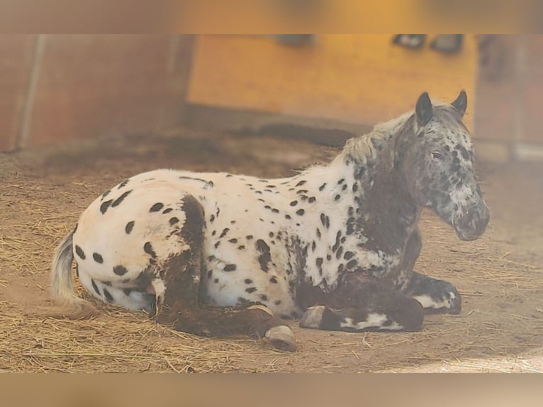 Appaloosa Étalon 2 Ans 145 cm Léopard in Au am Leithaberge