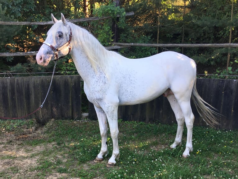 Appaloosa Étalon 2 Ans 150 cm  in Brno