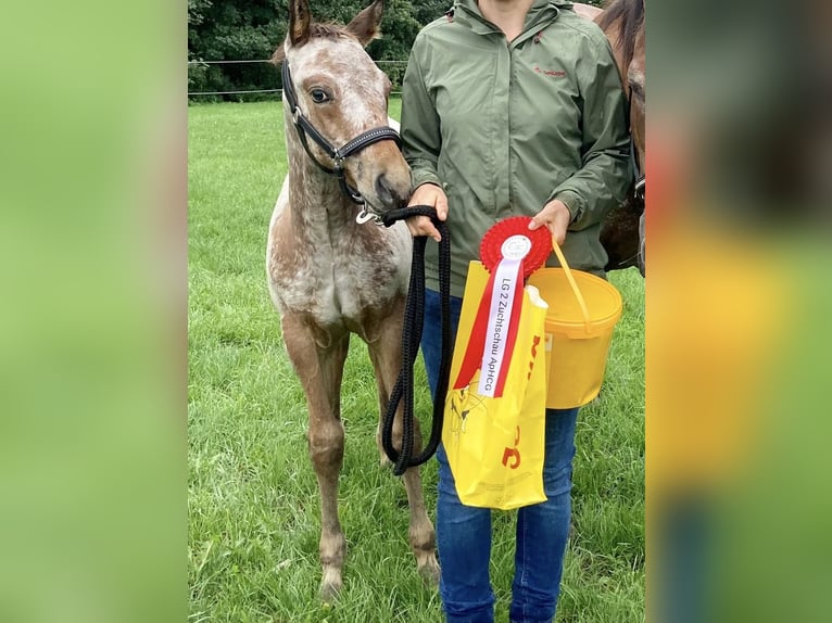 Appaloosa Étalon 2 Ans 155 cm Bai in Berching Appaloosa Étalon 2 Ans 155 cm Bai in Berching