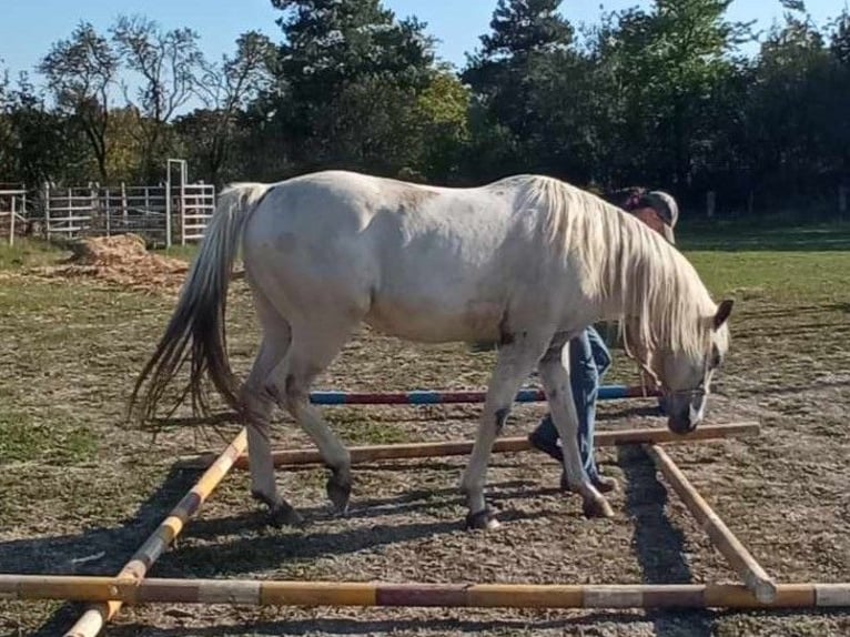 Appaloosa Étalon 2 Ans 155 cm in Brno