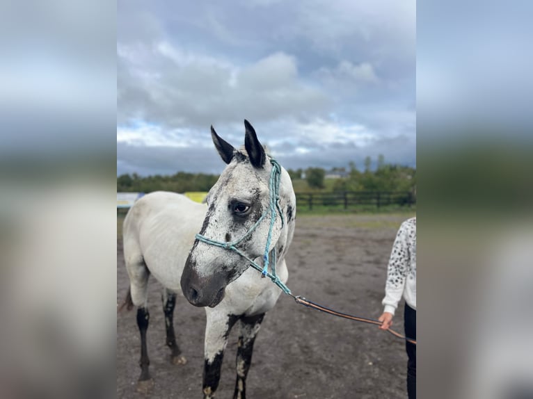 Appaloosa Étalon 2 Ans 163 cm Blanc in Krupina