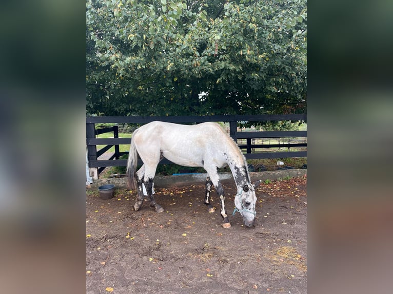 Appaloosa Étalon 2 Ans 163 cm Blanc in Krupina