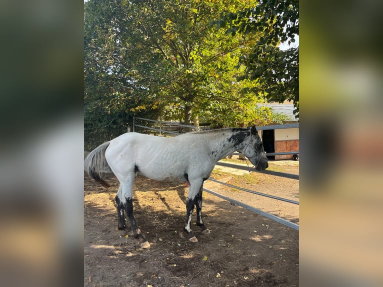 Appaloosa Étalon 2 Ans 163 cm Blanc in Krupina