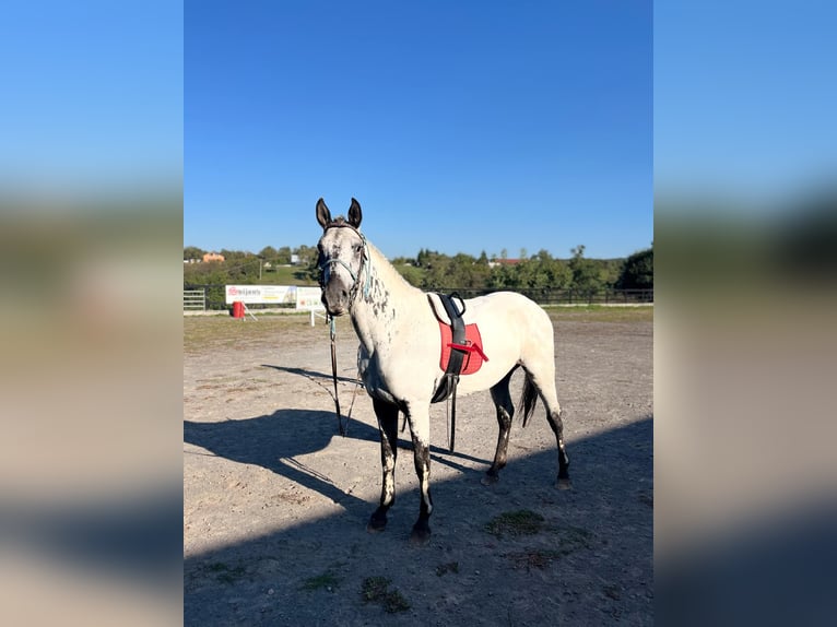 Appaloosa Étalon 2 Ans 163 cm Blanc in Krupina