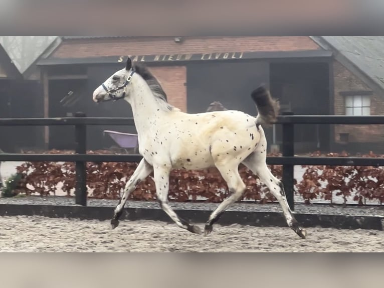 Appaloosa Étalon 2 Ans 170 cm Léopard in Siddeburen