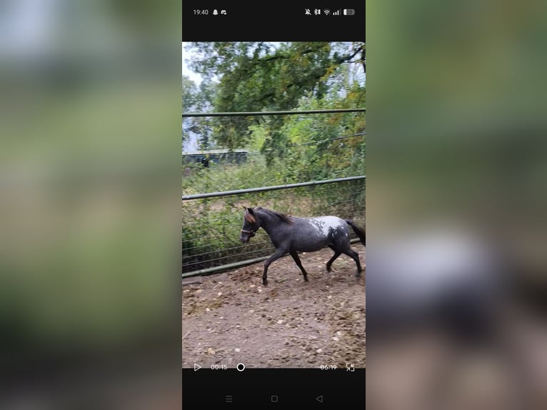 Appaloosa Étalon 2 Ans 90 cm Léopard in Raalte