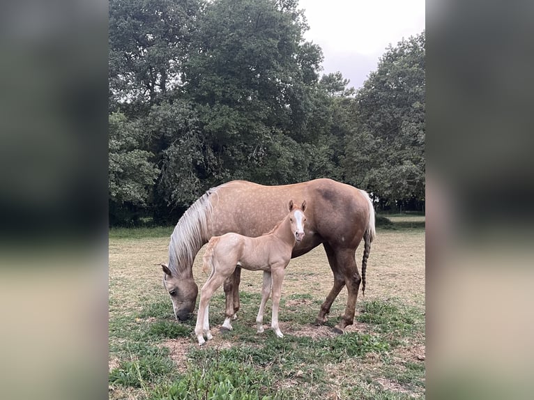 Appaloosa Étalon 2 Ans in Vilalba (Casco Urbano)