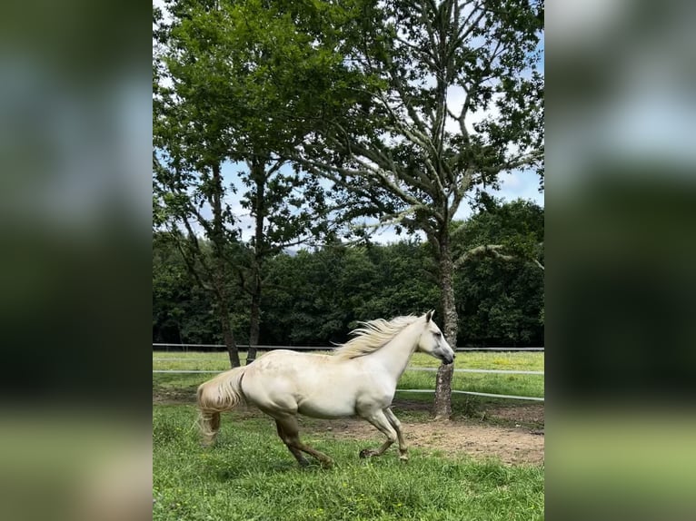 Appaloosa Étalon 2 Ans in Vilalba (Casco Urbano)