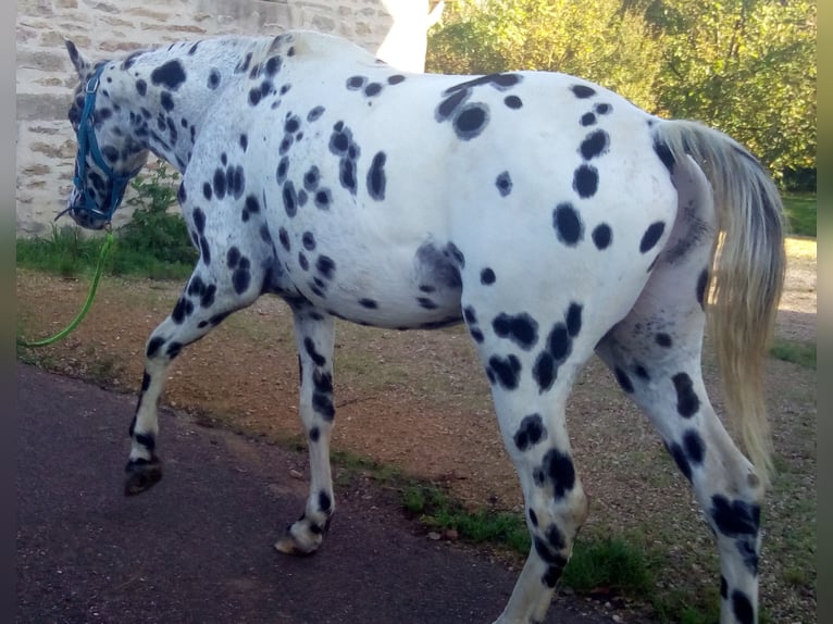 Appaloosa Étalon 3 Ans 145 cm Noir in CERSOT