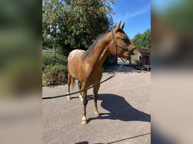 Appaloosa Étalon 3 Ans 152 cm Alezan brûlé in Bruchweiler