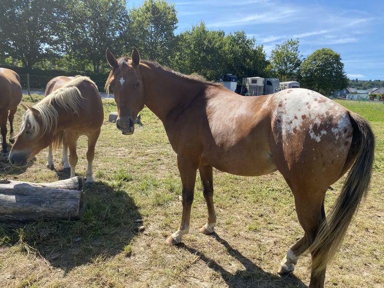 Appaloosa Étalon 3 Ans 152 cm Alezan brûlé in Bruchweiler