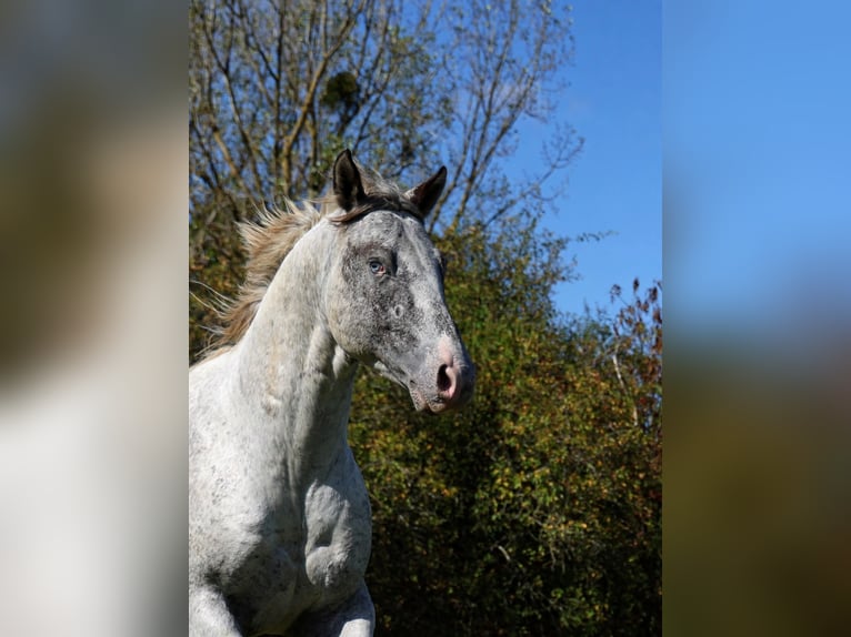 Appaloosa Étalon 3 Ans 154 cm Léopard in goven