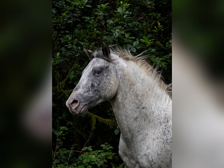 Appaloosa Étalon 3 Ans 154 cm Léopard in goven