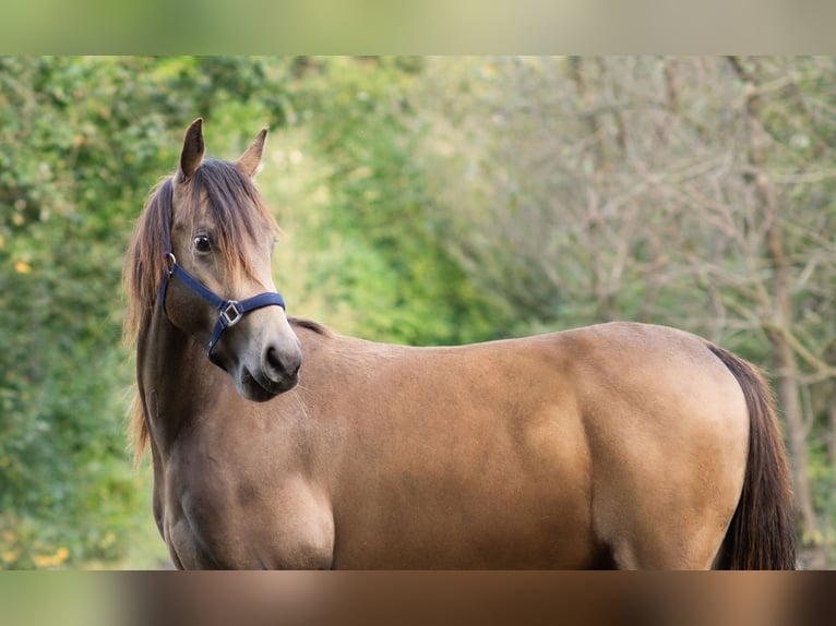 Appaloosa Étalon 3 Ans 155 cm Buckskin in Bad Münstereifel