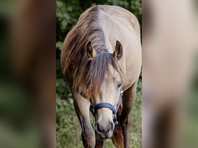 Appaloosa Étalon 3 Ans 155 cm Buckskin in Bad Münstereifel