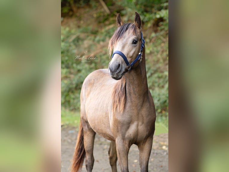 Appaloosa Étalon 3 Ans 155 cm Buckskin in Bad Münstereifel