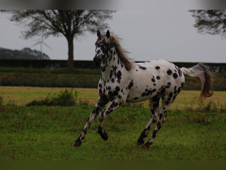 Appaloosa Étalon 3 Ans 163 cm Léopard in Hitzum