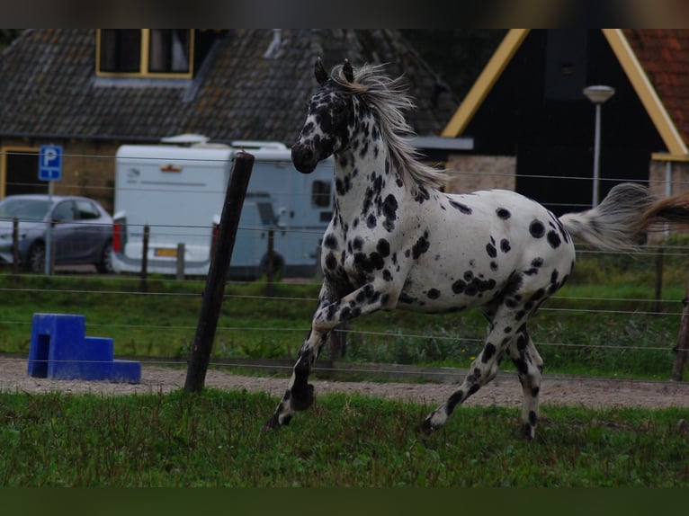 Appaloosa Étalon 3 Ans 163 cm Léopard in Hitzum