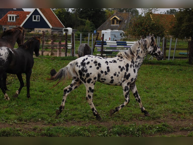 Appaloosa Étalon 3 Ans 163 cm Léopard in Hitzum