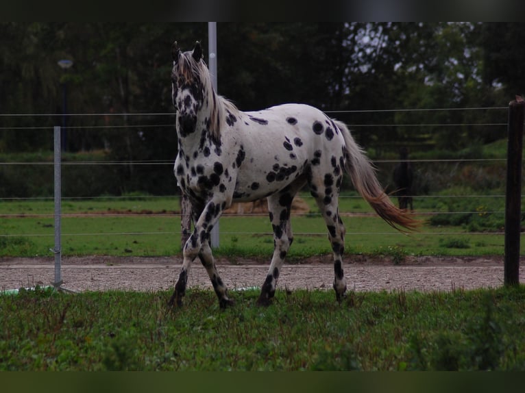 Appaloosa Étalon 3 Ans 163 cm Léopard in Hitzum