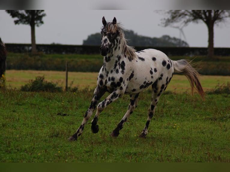 Appaloosa Étalon 3 Ans 163 cm Léopard in Hitzum