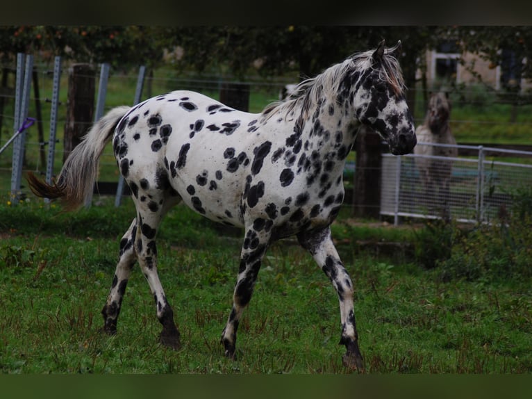 Appaloosa Étalon 3 Ans 163 cm Léopard in Hitzum