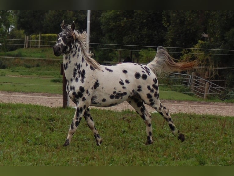 Appaloosa Étalon 3 Ans 163 cm Léopard in Hitzum